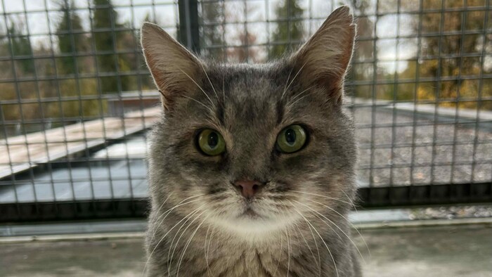Kater Charles