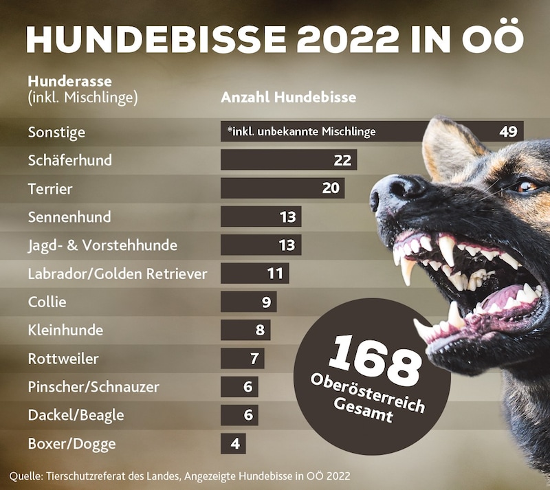 Die angezeigten Hundebisse aus 2022 in Oberösterreich. (Bild: stock.adobe.com, Krone KREATIV)