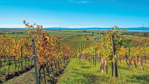 Die EU-Kommission wollte den Einsatz von Pestiziden bis 2030 halbieren und in sensiblen Gebieten generell verbieten. Im Burgenland hätte man dadurch rund zwei drittel der Weinbauflächen rund um den Neusiedler See in Gefahr gesehen. (Bild: Charlotte Barbara Titz)