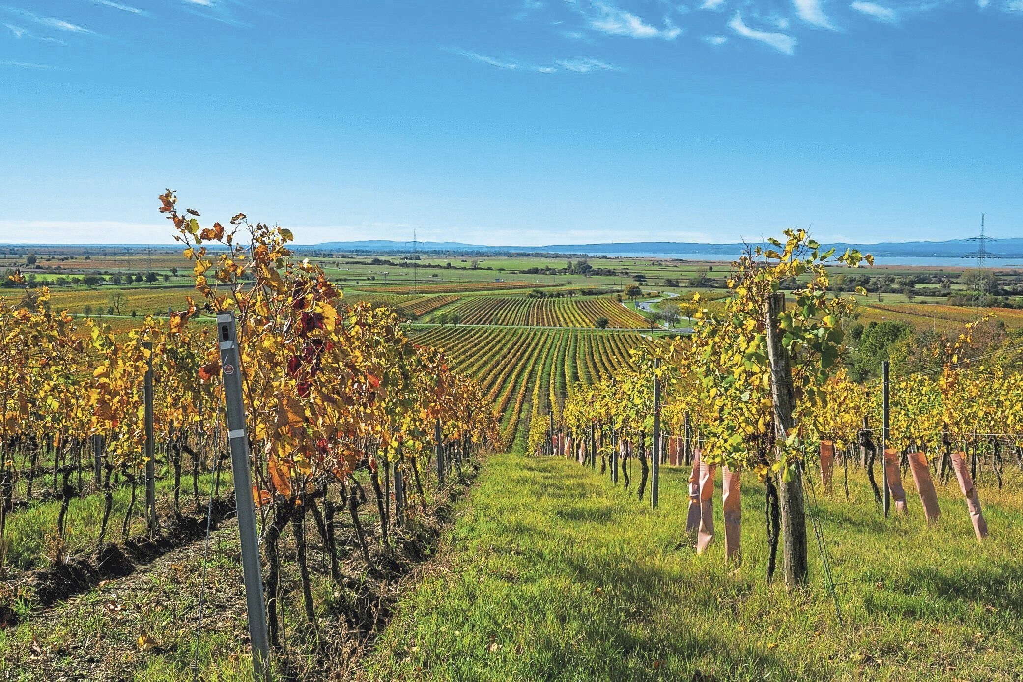 EU-Verordnung Gekippt - Pflanzenschutzverordnung Hätte Den Weinbau ...