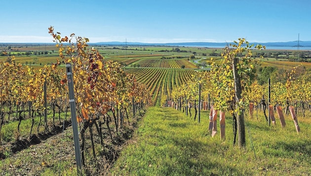 Die EU-Kommission wollte den Einsatz von Pestiziden bis 2030 halbieren und in sensiblen Gebieten generell verbieten. Im Burgenland hätte man dadurch rund zwei drittel der Weinbauflächen rund um den Neusiedler See in Gefahr gesehen. (Bild: Charlotte Barbara Titz)