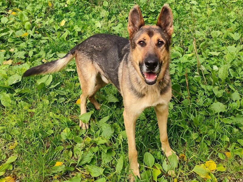 „Bruno“ ist ein sanftmütiger Rüde (Bild: Nothilfe für Hunde)