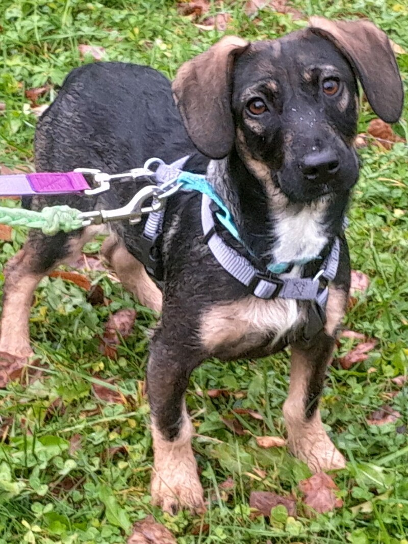 „Daniella“ lässt sich von nichts aus der Ruhe bringen (Bild: Nothilfe für Hunde)