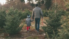 Einfach mal schnell Tannenzweige, Christbaum und Co. ohne Abstimmung mit dem Eigentümer aus dem Wald abholen, ist keine gute Idee. (Bild: stock.adobe.com - Crystal Sing )