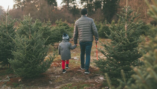 Einfach mal schnell Tannenzweige, Christbaum und Co. ohne Abstimmung mit dem Eigentümer aus dem Wald abholen, ist keine gute Idee. (Bild: stock.adobe.com - Crystal Sing )