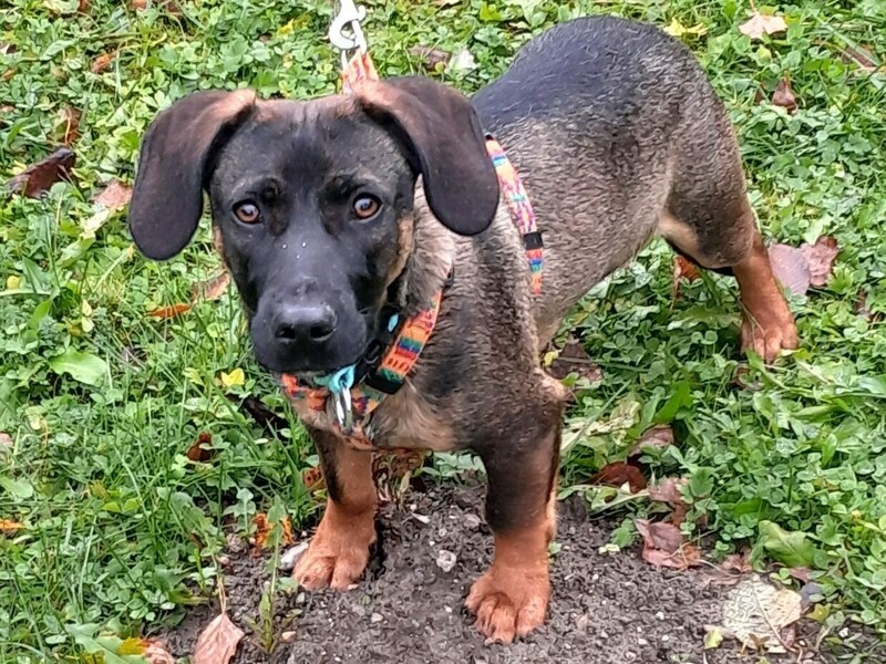 „Dino“ ist ein ebenso unkomplizierter Junghund (Bild: Nothilfe für Hunde)