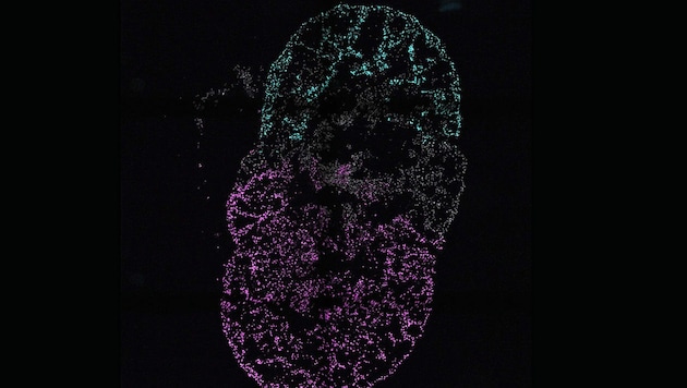Wiener Forscher züchten im Labor schlagende Miniatur-Herzen (im Bild die mikroskopische Aufnahme eines solchen). (Bild: Tobias Illmer/IMBA)