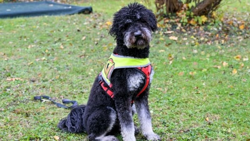 „Gustav“ wird Österreichs erster Hund sein, der problematische Parfüminhaltsstoffe erschnüffelt und anzeigt. (Bild: Dostal Harald)