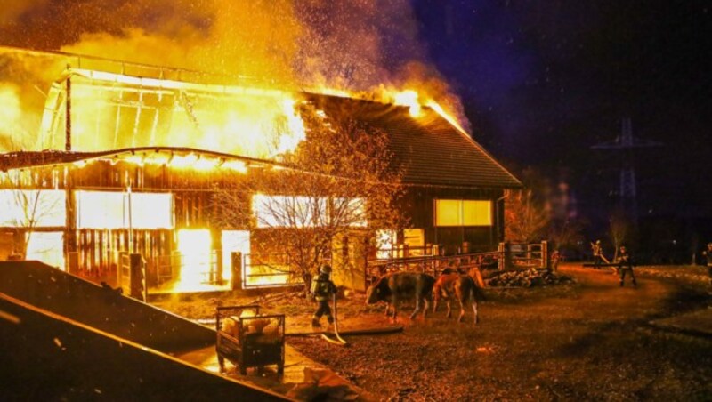 49 der 83 Stiere konnten vor dem Feuertod gerettet werden (Bild: Laumat.at)