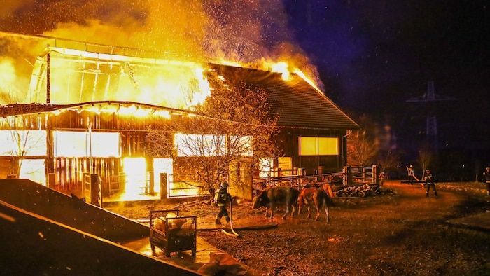 49 der 83 Stiere konnten vor dem Feuertod gerettet werden
