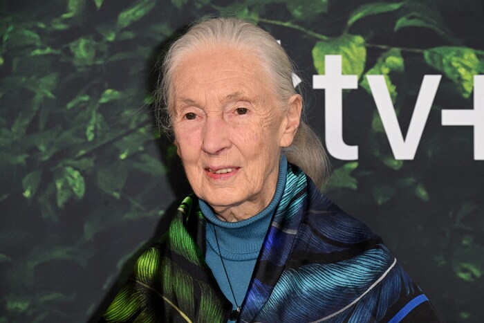 Auch die legendäre Primatologin Jane Goodall setzte sich für eine Umsiedelung der Elefantendame ...