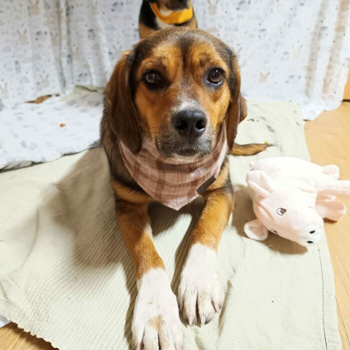 Nelly sehnt sich nach einem ruhigen Zuhause bei Hundefreunden