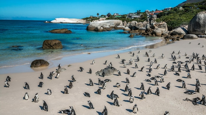 Der Boulders Beach liegt auf der Kaphalbinsel bei Simon’s Town. Dort gibt es eine ...