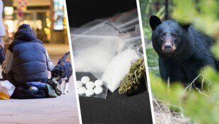 Auch Tiere stehen ab und zu unter Drogeneinfluss - manche freiwillig, andere nicht. (Bild: stock.adobe.com, Krone KREATIV)