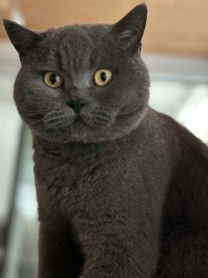 „Smokey“ gilt als äußerst zutraulich und menschenbezogen. (Bild: zVg)