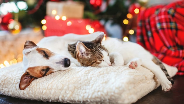 Die Weihnachtszeit sollte für alle Beteiligten möglichst stressfrei verlaufen, so auch für die tierischen Familienmitglieder. (Bild: stock.adobe.com)