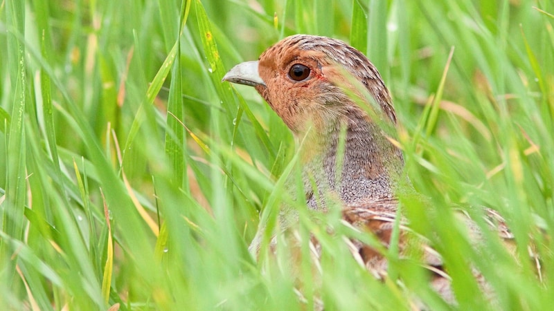 Der Boden ist ihr Lebensraum – dementsprechend hilflos sind sie Naturgewalt und Jagd ausgeliefert. (Bild: Michael Dvorak)