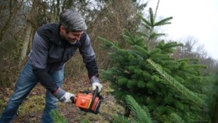 Wer will, kann sich in Gallizien seinen Baum aussuchen und ihn dann selbst fällen. (Bild: Hronek Eveline)