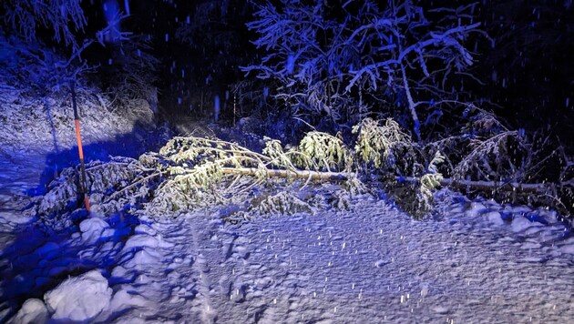 Die Schneewalze sorgt dafür, dass die Feuerwehren in OÖ auch durch umstürzende Bäume - wie hier in Schwertberg - im Dauerstress sind. (Bild: © TEAM FOTOKERSCHI.AT / SIMON BRANDSTÄTTER)