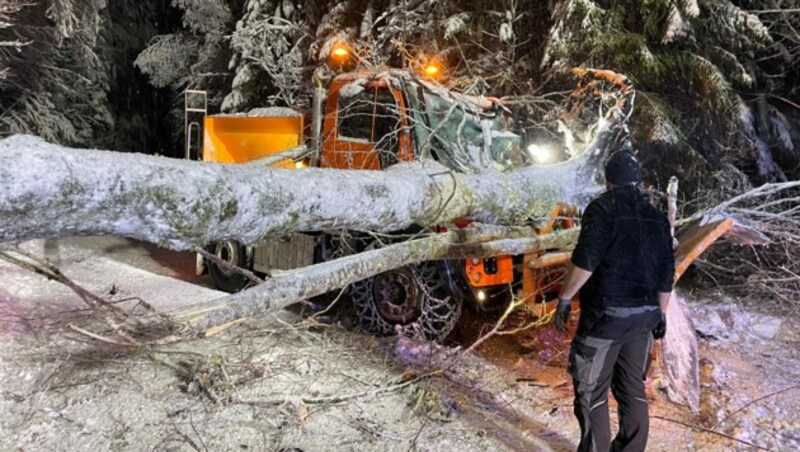 Der riesige Baum fiel direkt auf das Führerhaus. (Bild: zoom.tirol)