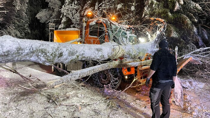 Der riesige Baum fiel direkt auf das Führerhaus.