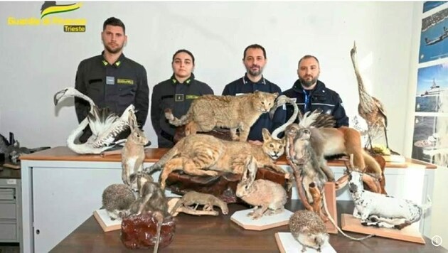 Die italienischen Beamten mit den 24 ausgestopften geschützten Tieren. (Bild: ANSA)