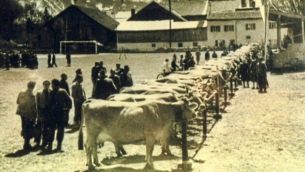 Aufnahme vor 1956: Reutte war eine internationale Drehscheibe im Viehhandel. (Bild: Gemeindearchiv Reutte)