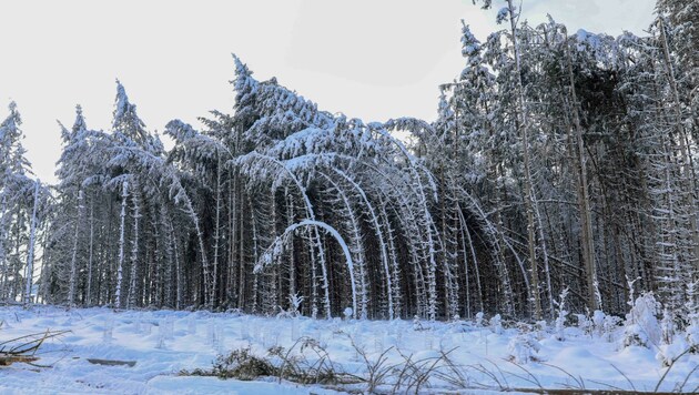 Unter der Schneelast umstürzende Bäume waren am Wochenende das größte Problem für die Feuerwehren (Bild: Scharinger Daniel)