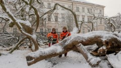 Martin Grundbichler und Hubert Weickl vom Baumtrupp der Stadtgärten schnitten den Baum zurecht. (Bild: Stadt Salzburg / Alex Killer)