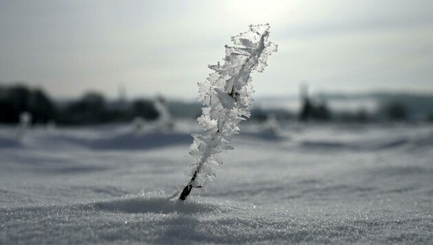 Frost in Ober-Grafendorf (Niederösterreich) (Bild: APA/HELMUT FOHRINGER)