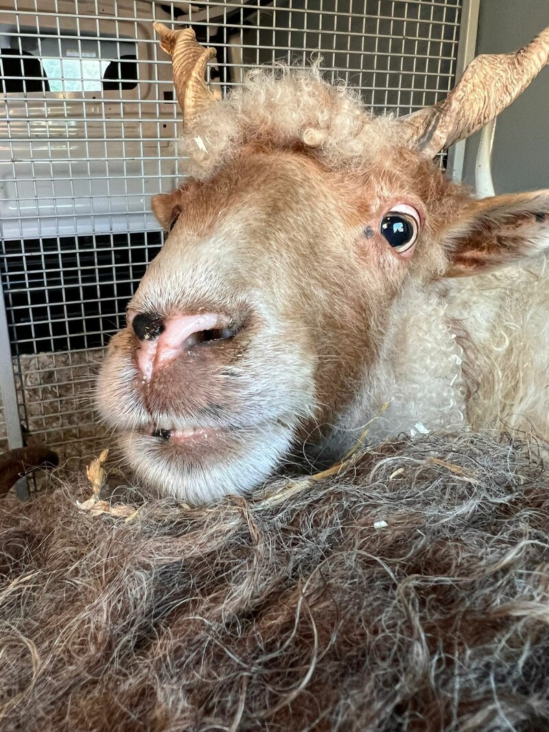 (Bild: Tierschutz Austria)