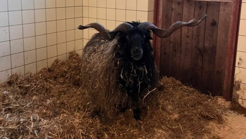 (Bild: Tierschutz Austria)