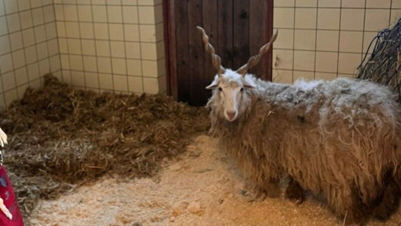 (Bild: Tierschutz Austria)