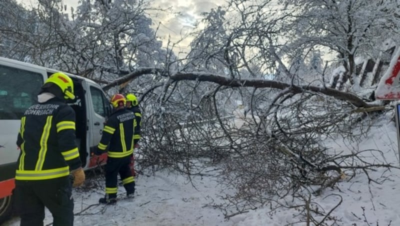 Die Feuerwehr entfernte den Baum (Bild: FF Rohrbach im Mühlkreis)