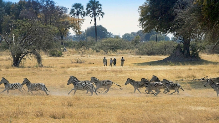 In Botswana sind die Chancen auf gute Tierbeobachtungen sehr groß; hier etwa eine Zebra-Herde.