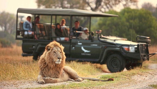 Botswana ist eines der „letzten Paradiese“ Afrikas mit einem unglaublichen Tierreichtum. Dieses Foto ist nicht „gestellt“; tatsächlich ergibt es sich öfters, so nah an den König der Tiere heranzukommen. (Bild: Stevie Mann)