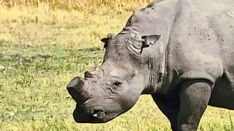 3. Nashorn: nur eines bei der letzten Pirschfahrt getroffen. Das hat sich lange versteckt. Sie sind sehr gefährdet; um es vor Wilderern zu schützen, wurde dem Nashorn am Foto das Horn gekürzt (wächst wieder nach). (Bild: Andrea Thomas)