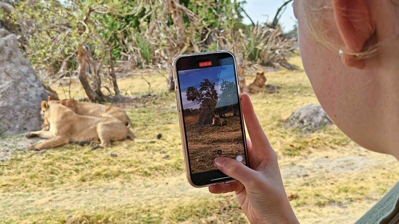 5. Löwen: überdurchschnittlich viele in unmittelbarer Nähe erlebt! Etwa eine 22-köpfige Familie oder ein Löwenpärchen auf Jagd.  (Bild: Andrea Thomas)