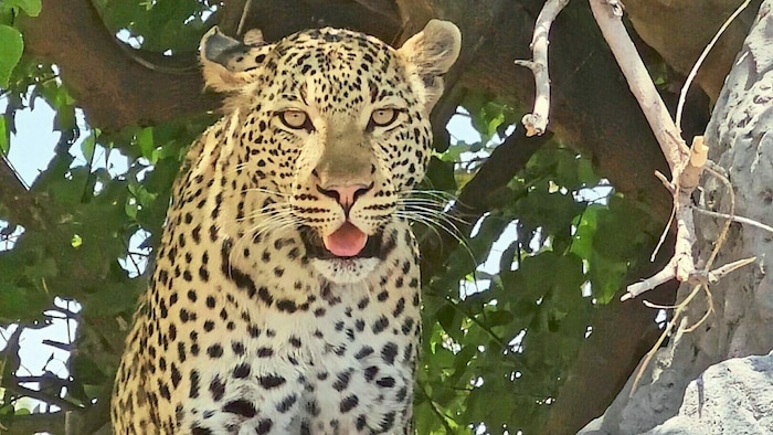 4. Leopard: extrem viele gesehen!