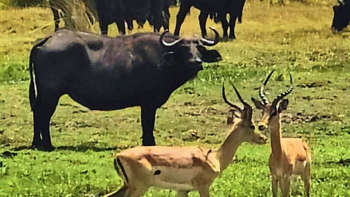 2. Büffel: auch sehr viele - hier im Foto mit Impalas.