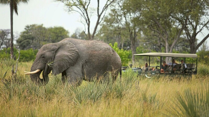 Die Big Five: alle gesehen! 1. Elefanten: sehr viele! Besonderes Erlebnis: Ein großer Elefant scheucht in einem Wasserloch etwa 20 Flusspferde auf. Kommentar Ranger: „So etwas sieht man nicht alle Tage!“ (Bild: andBeyond)