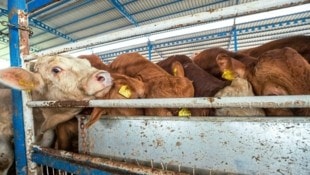 Qualvoller Weg zum Schlachthof – die Regeln für Tiertransporte sollen verschärft werde (Bild: Eyes on Animals/Jo-Anne McArthur )