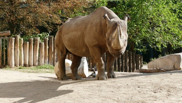 (Bild: Zoo Frankfurt)