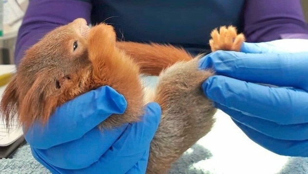 Auch Eichhörnchen wurden im Wildtierkrankenhaus versorgt. (Bild: Wildtierhilfe)