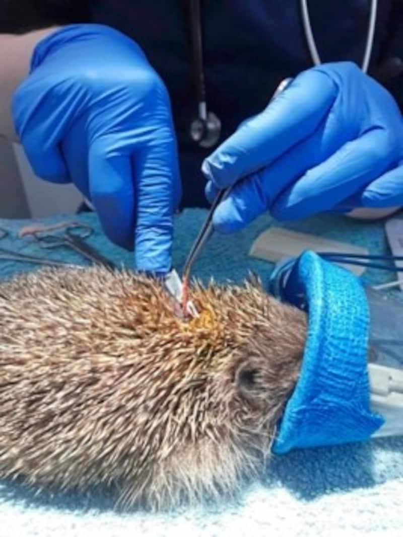 Hier wird gerade ein Igel unter Narkose notversorgt. 700 bis 1000 tierische Patienten wurden jedes Jahr aufgenommen. (Bild: Wildtierhilfe Wien)