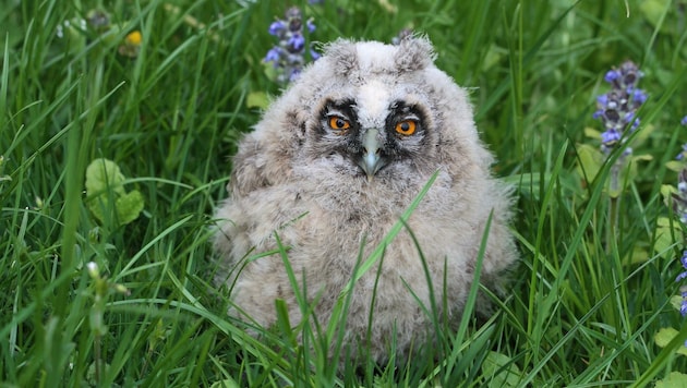 Auf das Nest einer Waldohreule und deren vier Kücken hatten es drei Jäger in Pram abgesehen. (Bild: Josef Limberger)