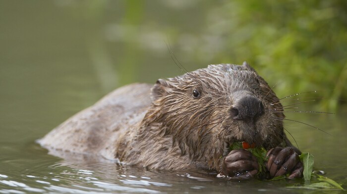 Die genaue Überprüfung des Biberbestands beschäftigt die alte und die neue Regierung.