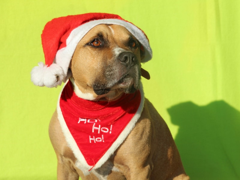Vor allem Hunden setzt der Lärm zu Weihnachten zu, denn selten geht es in der „Stillen Nacht“ leise zu. (Bild: Tierschutzhaus Sonnenhof)