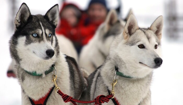 Mit treuen Huskys durch den Winterwald ...
