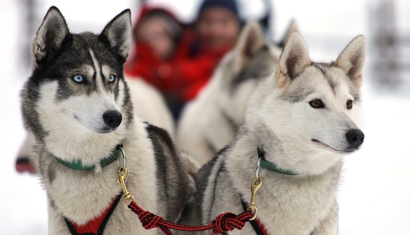 Mit treuen Huskys durch den Winterwald ... (Bild: Naturparke Niederösterreich/Naturpark Hohe Wand)